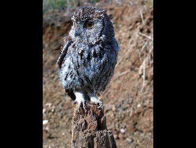 Owl  -  Western Screech Owl