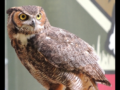 Owl  