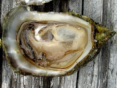 Oyster  