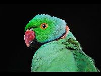 Rose-Ringed Parakeet image