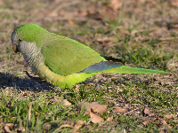 White-winged Parakeet image