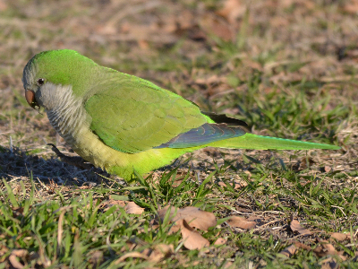 Parakeet  -  White-winged Parakeet