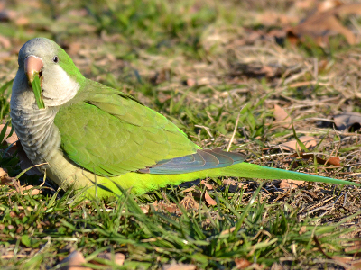 parakeet/parakeet_White-winged_Parakeet