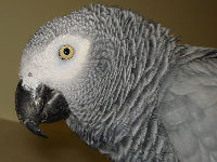 African Gray Parrot image