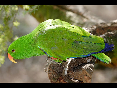 Parrot  -  Eclectus Parrot