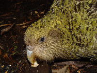 Kakapo image
