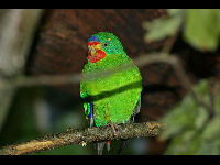 Swift Parrot image