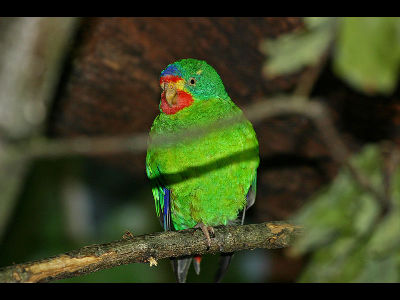 Parrot  -  Swift Parrot