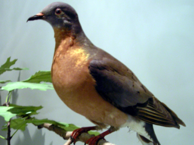 passenger pigeon wiki