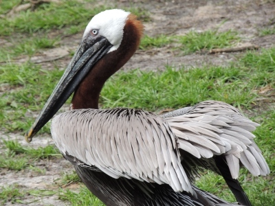 Pelican  -  Brown Pelican