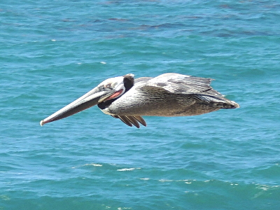 Pelican  
