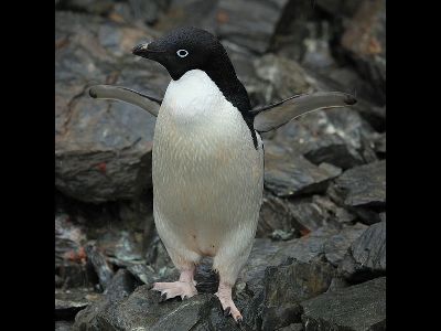 Penguin  -  Adelie Penguin