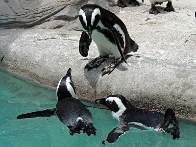 Penguin  -  African Penguin