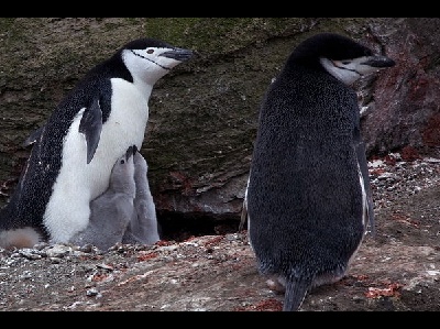 Penguin  -  Chinstrap Penguin