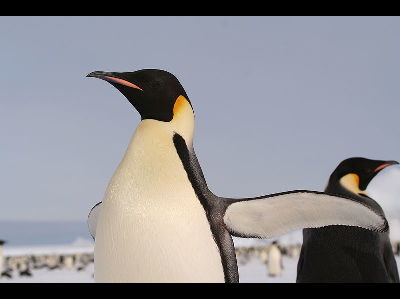 Penguin  -  Emperor Penguin