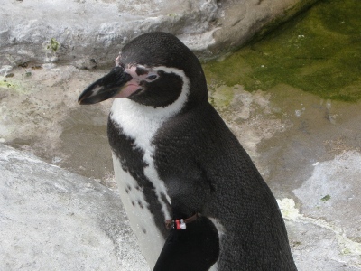 Penguin  -  Humboldt Penguin