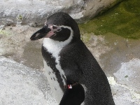 Humboldt Penguin image