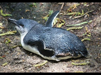 Penguin  -  Little Penguin