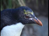 Macaroni Penguin image