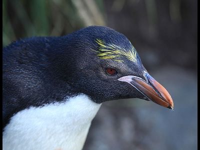 Penguin  -  Macaroni Penguin