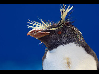 Penguin  -  Rockhopper Penguin