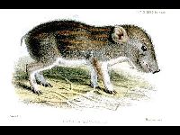 Pygmy Hog image