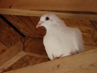Homing Pigeon image