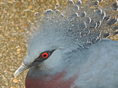 Pigeon  -  Victoria Crowned Pigeon