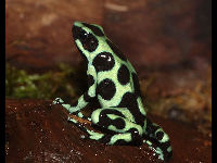 Green and Black Poison-dart Frog image