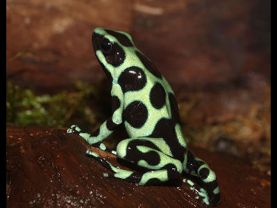Poison Dart Frog  -  Green and Black Poison-dart Frog