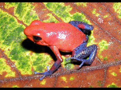 Poison Dart Frog  -  Strawberry Poison-dart Frog