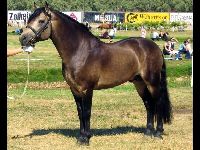 Pony image