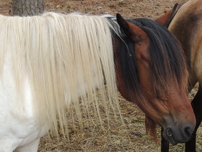 Pony  -  Chincoteague