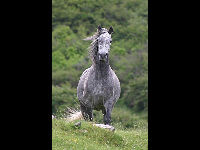 Connemara Pony image