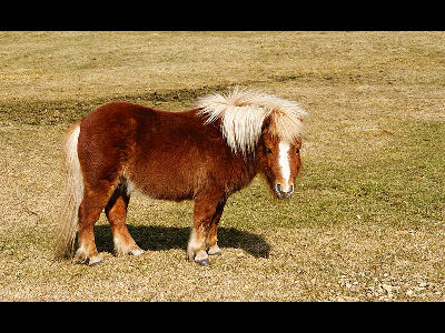 Pony  -  Dartmoor