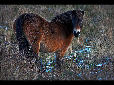 Pony  -  Exmoor