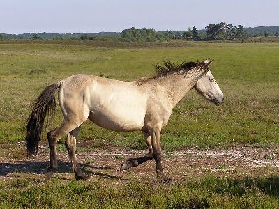 Pony  -  New Forest Pony