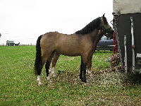 Welsh Pony image
