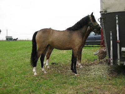 Pony  -  Welsh Pony
