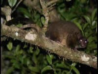 Lemur-like Ringtail Possum image