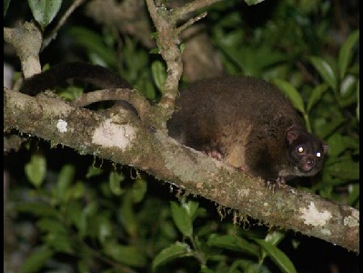 Possum  -  Lemur-like Ringtail Possum