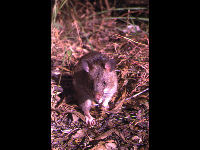 Gambian Pouched Rat image