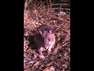 Pouched Rat  -  Gambian Pouched Rat