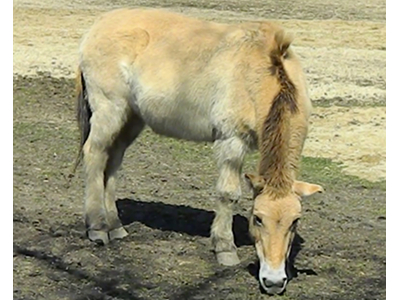 Przewalski's Horse  