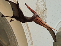 Pterosaur image