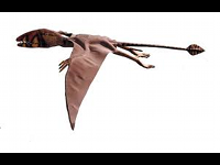 Dimorphodon image