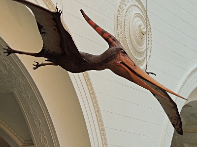 Pterosaur  