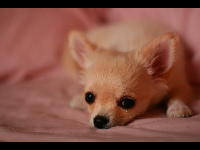 Chihuahua Puppy image