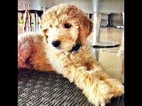 Goldendoodle Puppy image