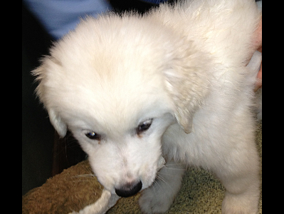 Puppy  -  Great Pyrenees